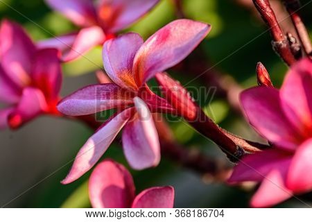Close Up Of Pink Frangipani, Plumeria Sp Flower With Copy Space