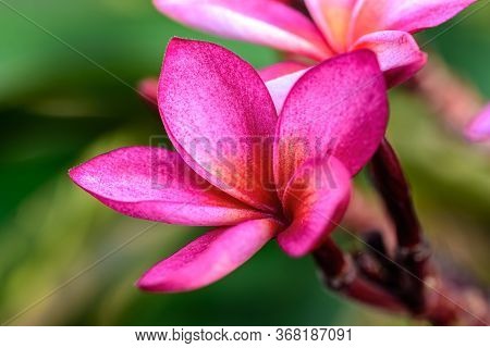 Close Up Of Pink Frangipani, Plumeria Sp Flower With Copy Space