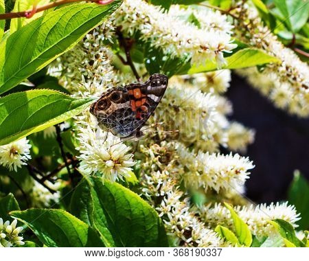 A Close Up Of A Butterfly Hidden Among Tiny Flowers