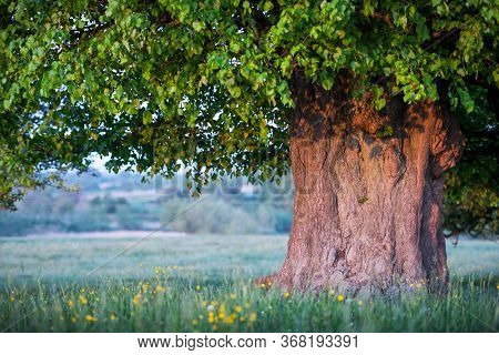 Old linden tree on summer meadow. Large tree crown with lush green foliage and thick trunk glowing by sunset light. Landscape photography