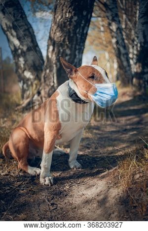 Red Dog Breed Bulterrier In Medical Mask On Its Muzzle.