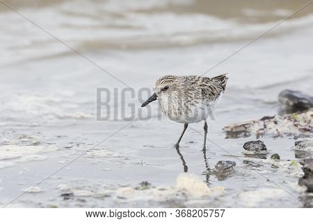 Shorebird Semipalmated Sandpiper At Richmond Bc Canada