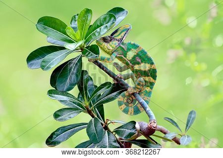A Chameleon Is At The Top Of A Leaf Stem,
Chameleon Veiled In Leaf Stems,