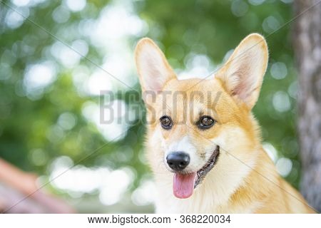 Corgi Dog Smile And Happy In Summer Sunny Day