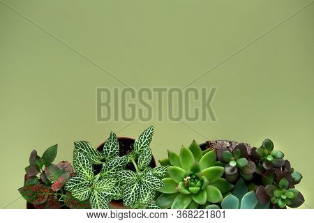 Banner Nature. Fittonia, Hypoestes, Succulents, Cactus Flower On Green Background. Copy Space. Minim