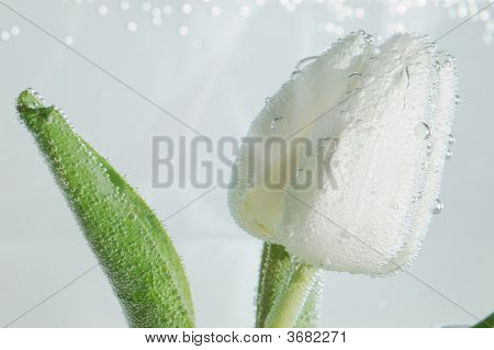 Tulip i vandet