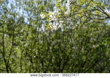 Cottonwood Tree Having  Masses Of Seeds With A Cottony Covering.   Vancouver Bc Canada