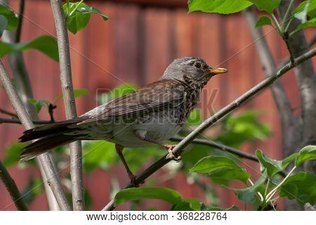 The Fieldfare (turdus Pilaris) Is A Member Of The Thrush Family Turdidae. Close-up