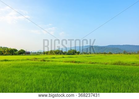 Agriculture Green Rice Field Under Blue Sky And Mountain Back At Contryside. Farm, Growth And Agricu