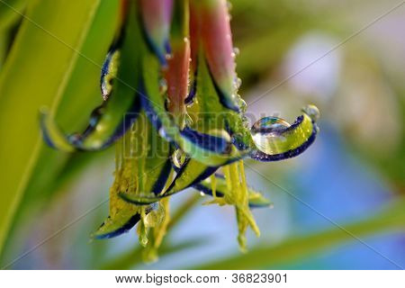 Lacrime di Billbergia Nutans Regina