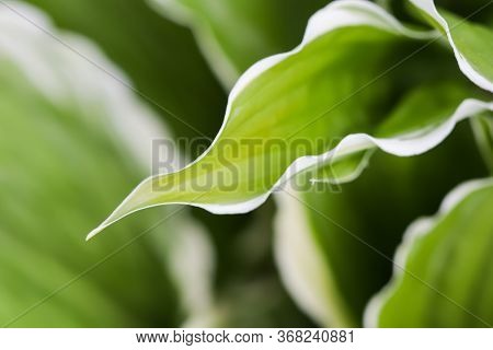 Natural Background. Hosta (funkia, Plantain Lilies) In The Garden. Green Leaves With White Border