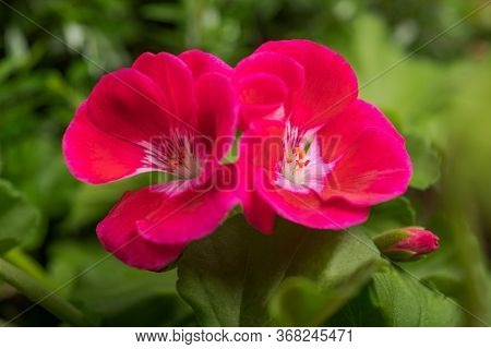 Geranium Flowers In A Garden With Blurred Background