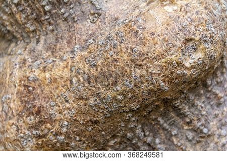 A Full Frame Abstract Rough Bark Closeup
