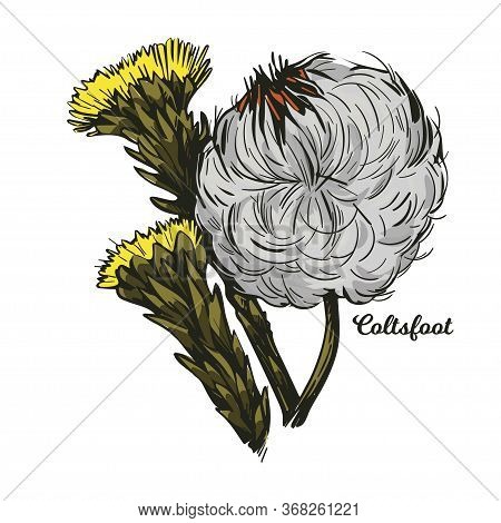 Coltsfoot Coughwort, Farfarae Folium Leaf, Foalswort Vector Illustration. Tussilago Farfara Yellow F