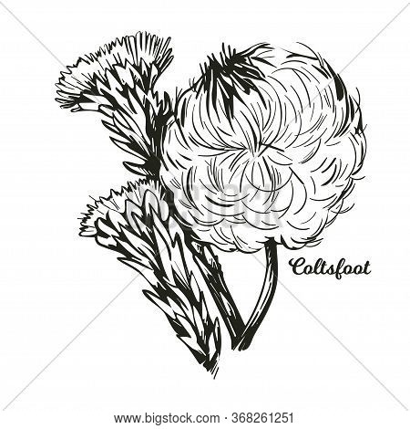 Coltsfoot Coughwort, Farfarae Folium Leaf, Foalswort Vector Illustration. Tussilago Farfara Flowers 