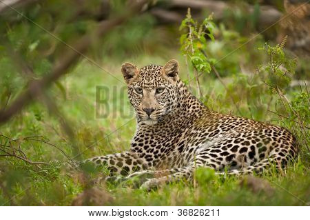 Leoparı yerleştirme