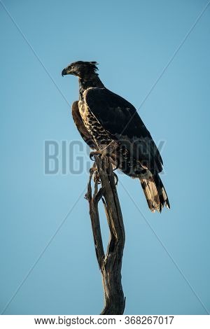 African Crowned Eagle Atop Dead Tree Stump