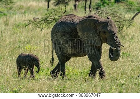 African Elephant And Calf Walk Across Savannah