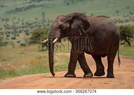 African Elephant Crosses Dirt Track In Sun
