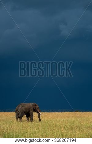 African Elephant Stands In Grass Under Stormclouds