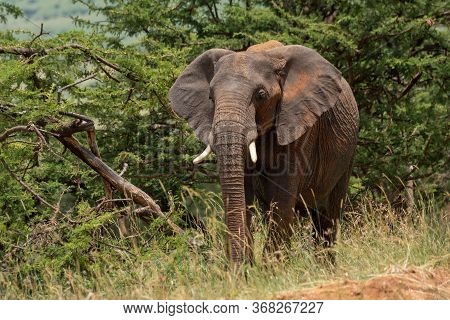 African Elephant Stands Near Trees In Sunshine