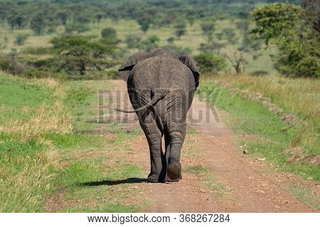 African Elephant Walks From Camera Swinging Tail