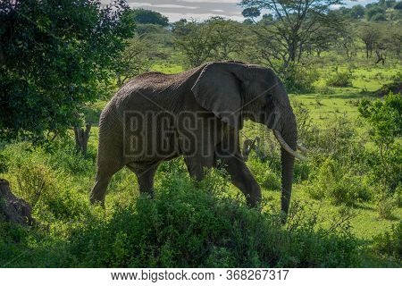 African Elephant Walks Past Bushes On Savannah
