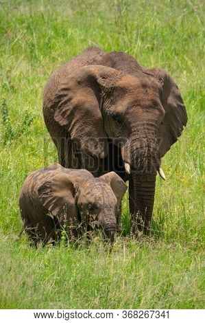 African Elephant With Calf In Long Grass