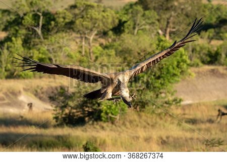African White-backed Vulture Dips Head Before Landing