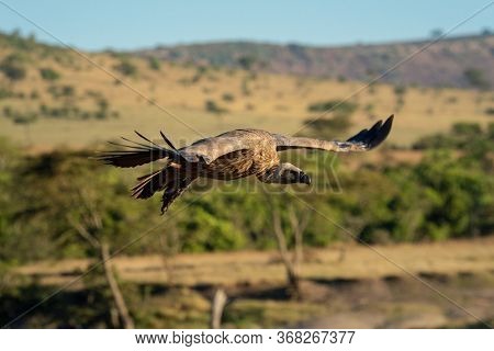 African White-backed Vulture Glides In To Land