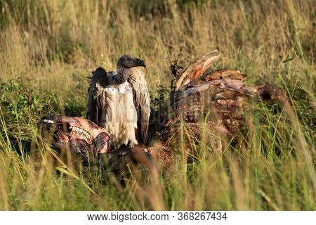 African White-backed Vulture Stands By Animal Carcase