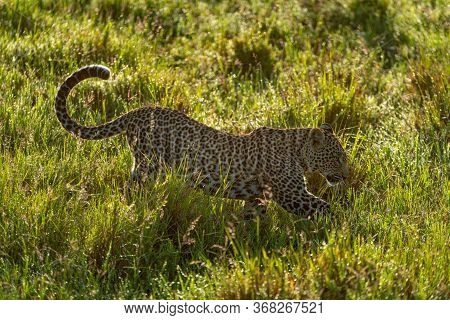 Backlit Leopard Crosses Ditch In Long Grass