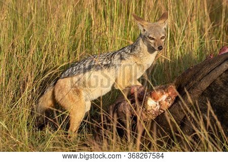 Black-backed Jackal Stands By Carcase Turning Head