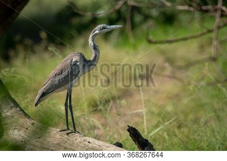Black-headed Heron Stands Eyeing Camera On Log