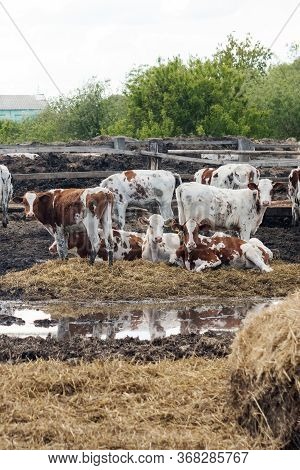 Motley Cows On A Dairy Farm. Mammal Animal Is A Domestic Animal In Agriculture. Bulls And Cows In Th