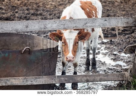 Young White And Red Calf On A Dairy Farm. Mammal Animal Pet In Agriculture. Young Bull In The Stall.