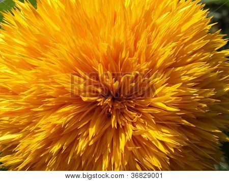 Tournesol