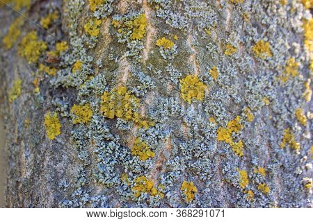 Lichen On Tree Bark, Tree Disease. Orange Lichen Closeup. Old Tree.