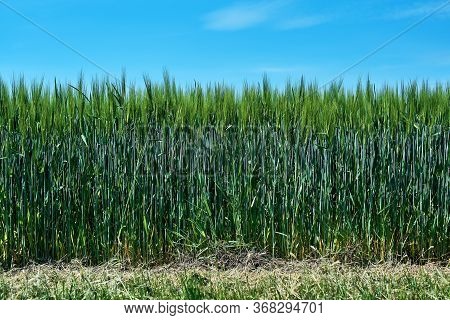 Fresh Green Cereal Field With Blue Sky In Spring Sunshine. Barley Grain Is Used For Flour, Barley Br