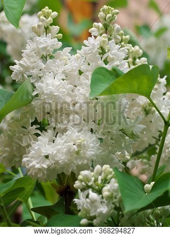 White Lilac Flowers With Buds For A Background, Spring Garden, Syringe Vulgaris.