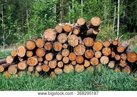 Pile Of Wood After Deforestation. Tree Logs Lie On The Ground In The Forest. Dry Chopped Firewood Lo