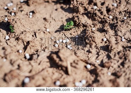 Artificial Nitrogen Fertilizer On Brown Soil. White Mineral Fertilizer Balls -  Urea (carbamide) Wit