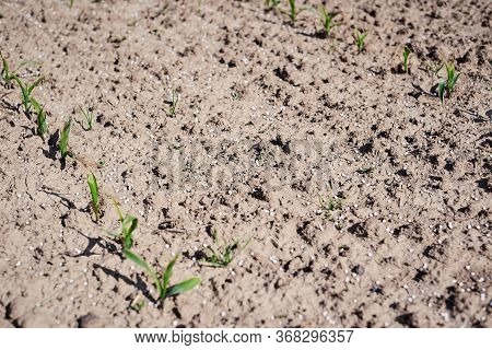 Artificial Nitrogen Fertilizer On Brown Soil. Large Field With White Mineral Fertilizer Balls - Urea