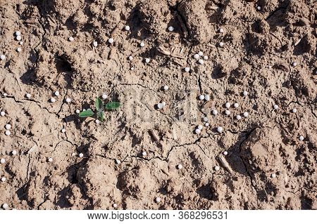 Artificial Nitrogen Fertilizer On Brown Soil. White Mineral Fertilizer Balls -  Urea (carbamide) Wit