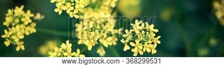 Yellow Rapseed Flowers With Dark Green Background. Header For Webseite, Banner, Horizontal Poster. B