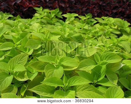 Coleus nælden anlægget