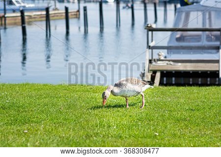 A Duck Is Grazing In Yacht Marina In Malmo, Sweden