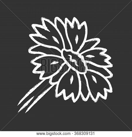 Blanket Flower Chalk Icon. Gaillardia Aristata Garden Plant. Arizona Apricot. Blooming Wildflower. S