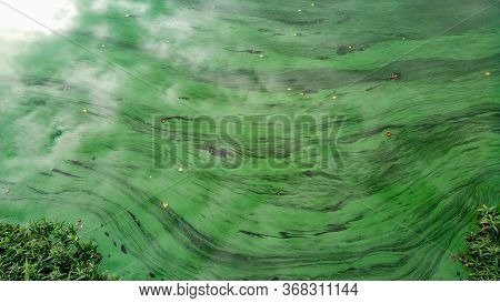 River With Beautiful Green Pollen Strukture Od It In Wroclaw City