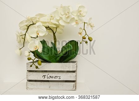 White Orchid Houseplant In Wooden Box On The Shelf